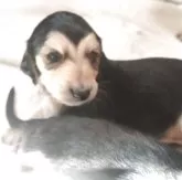 アフガンハウンド【神奈川県・男の子・2025年3月13日・ドミノ】の写真1