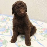 スタンダードプードル