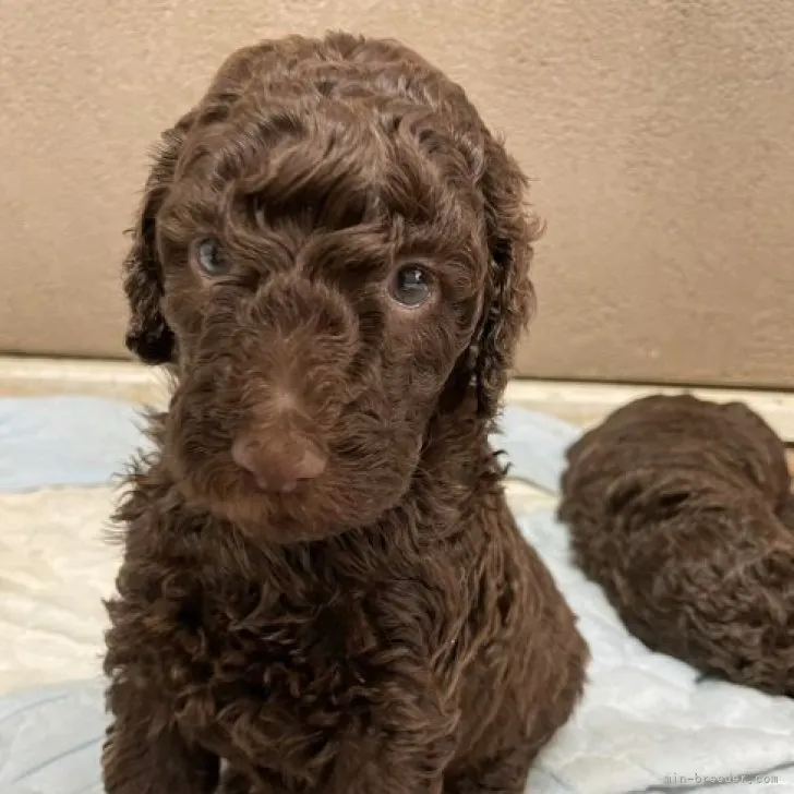 ID：2303-00946の子犬