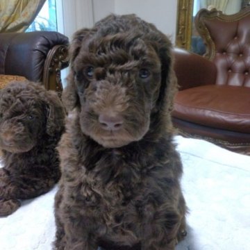 スタンダードプードル【神奈川県・女の子・2023年10月14日・チョコレートブラウン】の写真「日本では、めったに見られないカラーです。」