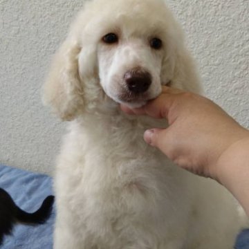 スタンダードプードル【神奈川県・男の子・2023年2月10日・シャンパンゴールド】の写真「貴重色シャンパンゴールド.ゲージのお留守番OK」