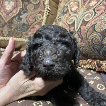 スタンダードプードル【神奈川県・男の子・2024年1月29日・チョコレートブラウン】の写真「とてもかわいい性格温厚な子です。」