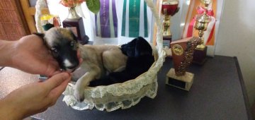 ボルゾイ【神奈川県・女の子・2020年7月30日・レッド】の写真「ロオシアからの輸入犬、一枚柄です」