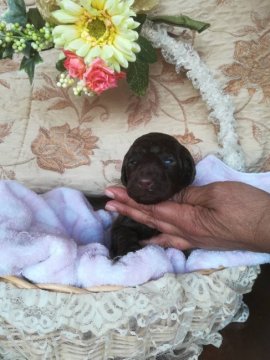 スタンダードプードル【神奈川県・男の子・2019年3月29日・チョコレートブラウン】の写真「パパCH。ママ輸入犬、大変貴重な色です。」