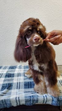 アメリカンコッカースパニエル【神奈川県・男の子・2021年2月16日・ブラウン】の写真「貴重色ブラウン、性格おとなしくゲージのお留守番OK」