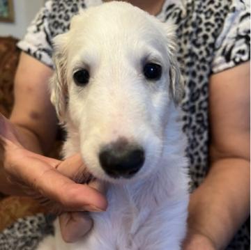 ボルゾイ【神奈川県・女の子・2022年7月5日・ホワイト】の写真「ロシア輸入犬チャンプオンとポーランド輸入犬」