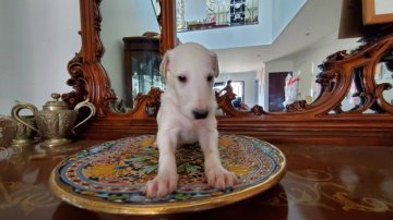 ボルゾイ【神奈川県・男の子・2021年2月26日・ホワイト】の写真「ロシアとポーランドの輸入犬の子」