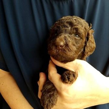 スタンダードプードル【神奈川県・女の子・2022年6月15日・チョコレートブラウン】の写真「日本では、めったに見られないカラーです。」