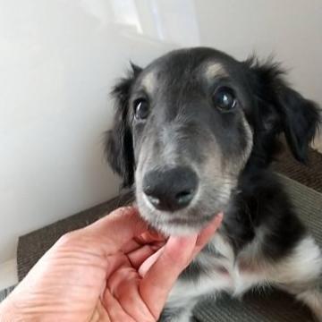 ボルゾイ【神奈川県・女の子・2022年5月20日・ブラックタン】の写真「現在ブラックタンに見えますが、シルバー予定」