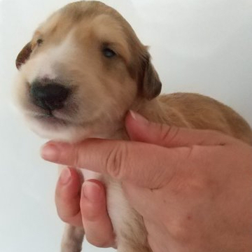 ボルゾイ【神奈川県・女の子・2022年5月20日・ゴールド】の写真「日本では、めったに見られないカラーです。」