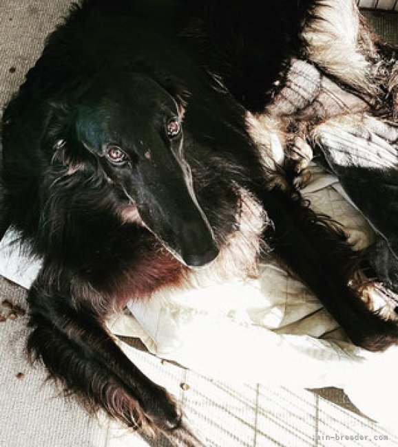 ボルゾイ【・男の子・2019年2月23日・黒】