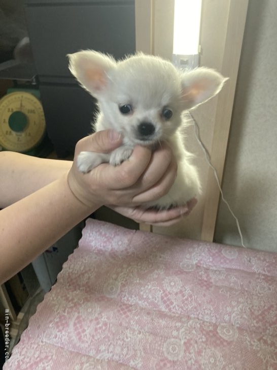 中村秀敏ブリーダーのブログ：16日には掲載できそうです