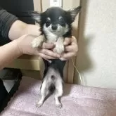 チワワ(ロング)【千葉県・男の子・2025年5月27日・ブラックタン ホワイト】の写真10