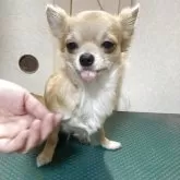 チワワ(ロング)【千葉県・男の子・2024年8月5日・フォーン】の写真12