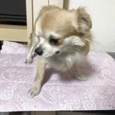 チワワ(ロング)【千葉県・男の子・2024年8月5日・フォーン】の写真12