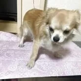 チワワ(ロング)【千葉県・男の子・2024年8月5日・フォーン】の写真13