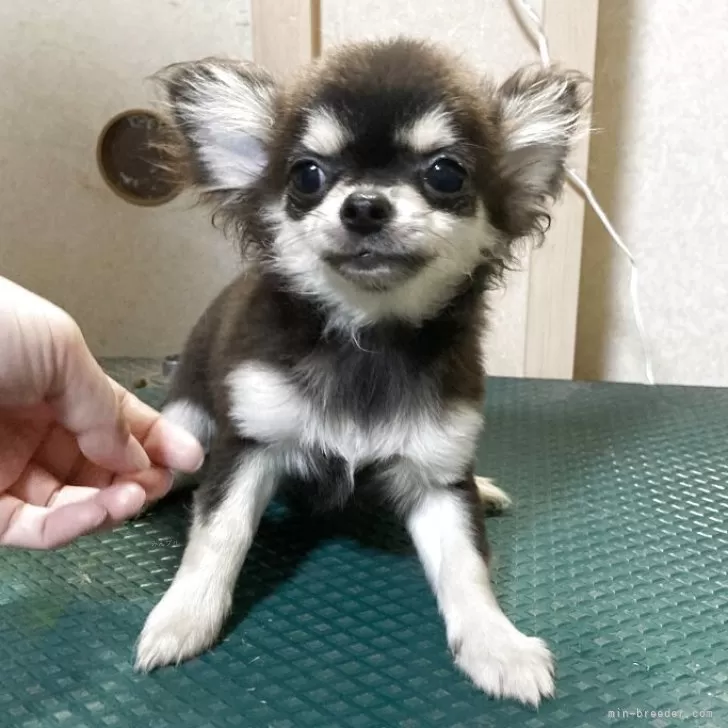 ID:2507-08492の子犬
