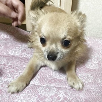 チワワ(ロング)【千葉県・男の子・2025年3月18日・フォーン ブラック】の写真「小柄で耳の大きな男の子」