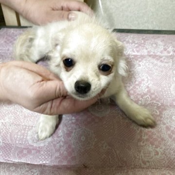 チワワ(ロング)【千葉県・男の子・2025年7月28日・ホワイト クリーム】の写真「きょうだい一番の大柄。モコモコしてます」