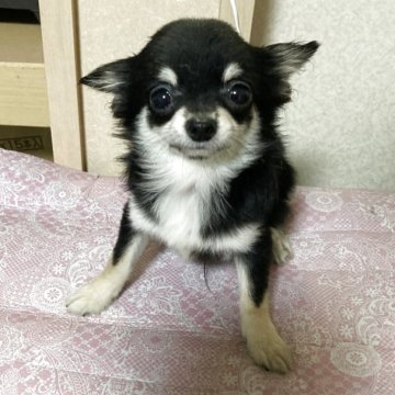 チワワ(ロング)【千葉県・男の子・2025年5月27日・ブラックタン ホワイト】の写真「小柄な甘えん坊さん」