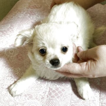 チワワ(ロング)【千葉県・男の子・2025年7月28日・ホワイト クリーム】の写真「きょうだい一番の大柄。モコモコしてます」
