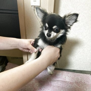 チワワ(ロング)【千葉県・男の子・2025年5月27日・ブラックタン ホワイト】の写真「普通サイズよりやや小柄」