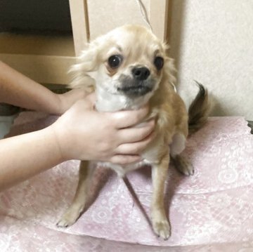 チワワ(ロング)【千葉県・男の子・2025年3月18日・フォーン ブラック】の写真「普通サイズで飼いやすい子」