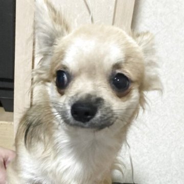 チワワ(ロング)【千葉県・男の子・2025年3月18日・フォーン ブラック】の写真「お調子者の男の子」