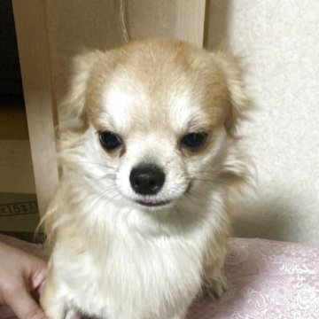 チワワ(ロング)【千葉県・男の子・2024年8月5日・フォーン】の写真「元気な男の子」