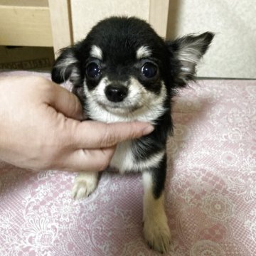 チワワ(ロング)【千葉県・男の子・2025年5月27日・ブラックタン ホワイト】の写真「小柄な甘えん坊さん」