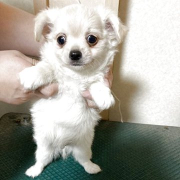 チワワ(ロング)【千葉県・男の子・2025年7月28日・ホワイト クリーム】の写真「きょうだい一番の大柄。モコモコしてます」