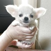 チワワ(ロング)