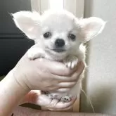 チワワ(ロング)