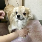 チワワ(ロング)