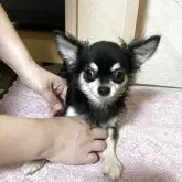 チワワ(ロング)