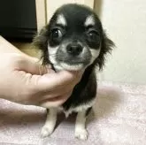 チワワ(ロング)