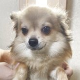 チワワ(ロング)