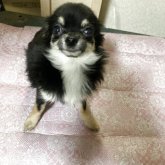 チワワ(ロング)