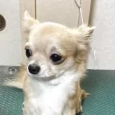 チワワ(ロング)【千葉県・男の子・2024年8月5日・フォーン】の写真1