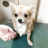 チワワ(ロング)