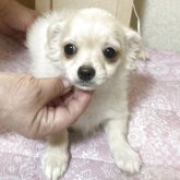 チワワ(ロング)