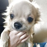 チワワ(ロング)