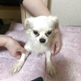 チワワ(ロング)