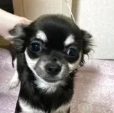 チワワ(ロング)