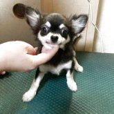 チワワ(ロング)