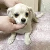 チワワ(ロング)