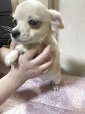 チワワ(ロング)【千葉県・男の子・2025年7月28日・ホワイト クリーム】の写真2