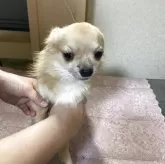 チワワ(ロング)【千葉県・男の子・2025年3月18日・フォーン ブラック】の写真3