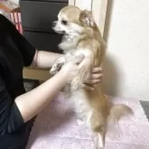 チワワ(ロング)【千葉県・男の子・2024年8月5日・フォーン】の写真8