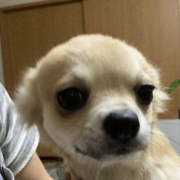 チワワ(ロング)【千葉県・男の子・2022年12月29日・フォーン】の写真「色が薄いフォーンの男の子。元気いっぱいです」